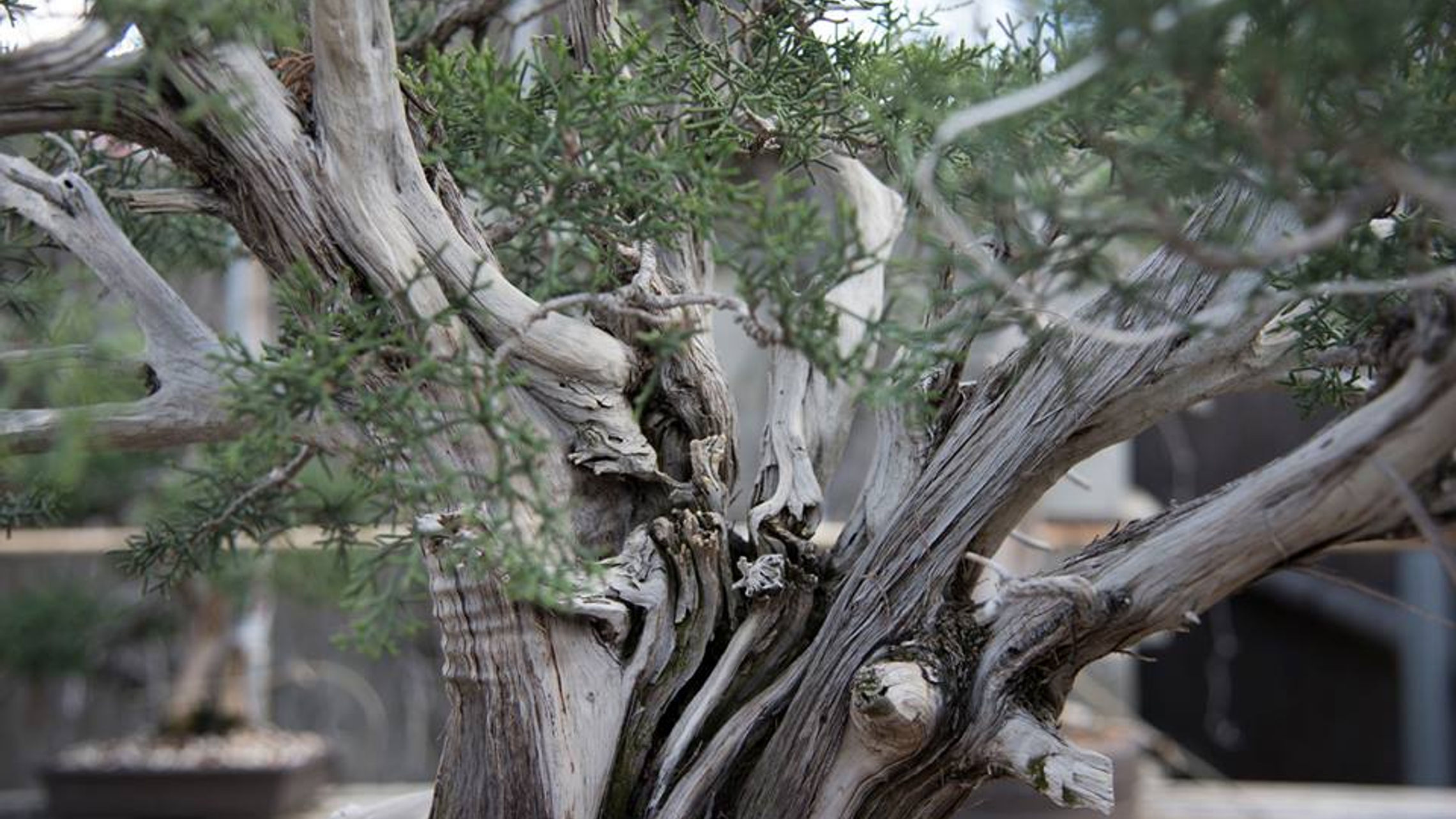 Bob Pressler Bonsai